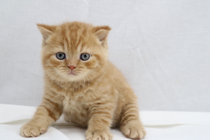 Kitten 8889 - Red Mackerel Tabby British Shorthair - Ouachita British ...