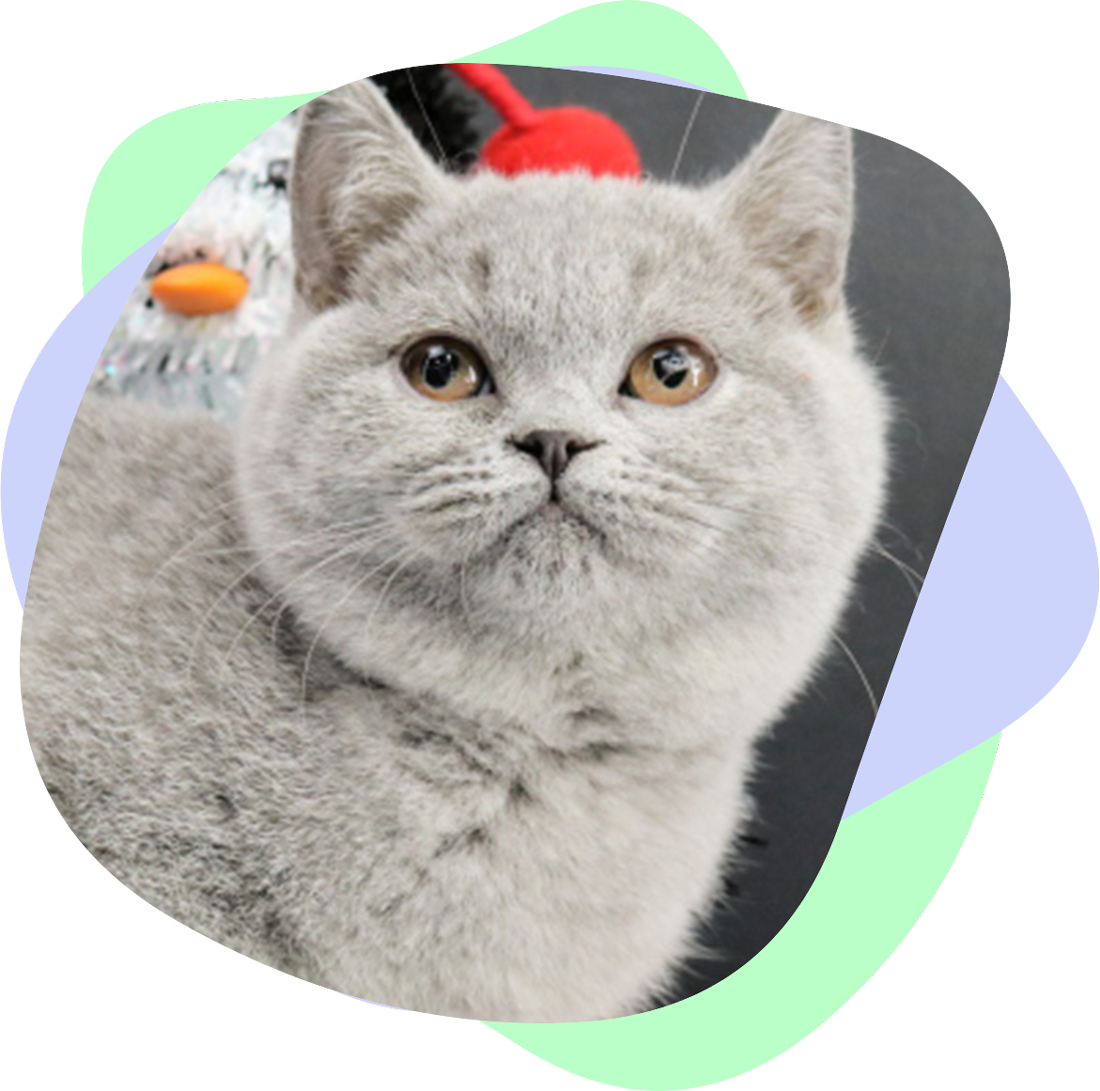 British Shorthair Breed History - Ouachita British Shorthairs