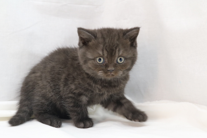 Kitten 3319 - Black Mackerel Tabby British Shorthair - Ouachita British ...