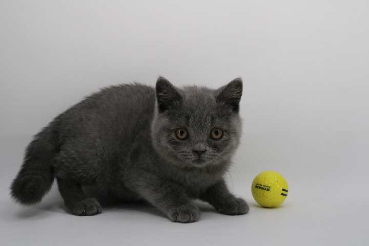 Kitten 5452 - Blue British Shorthair - Ouachita British Shorthairs