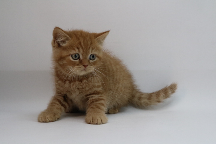 Kitten 7411 - Red Mackerel Tabby British Shorthair - Ouachita British ...