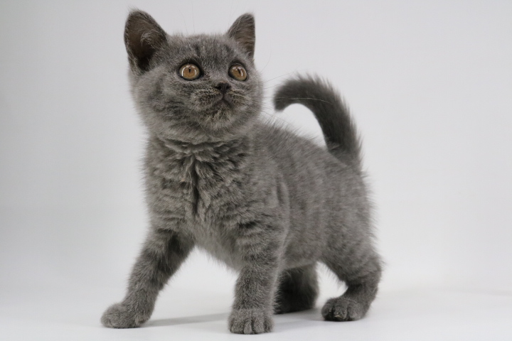 Kitten 4747 - Blue British Shorthair - Ouachita British Shorthairs