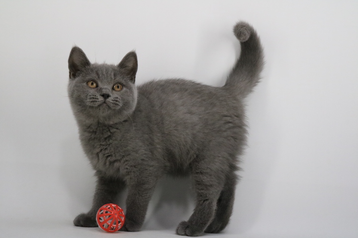 Kitten 8593 - Blue British Shorthair - Ouachita British Shorthairs