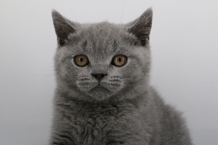 Kitten 7940 - Blue British Shorthair - Ouachita British Shorthairs